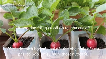 Hạt giống củ cải đỏ - Hướng dẫn cách ươm trồng
