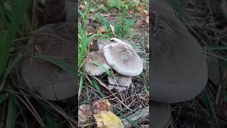 заросли грибов. что за грибы?