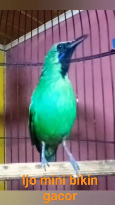 pancingan ijo mini