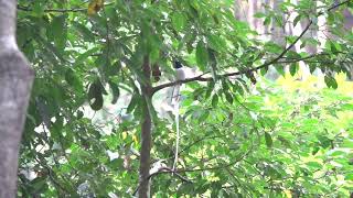 Indian Paradise Flycatcher Udawatta Kelle Forest - Sri Lanka 26-3-24 Howard Vaughan