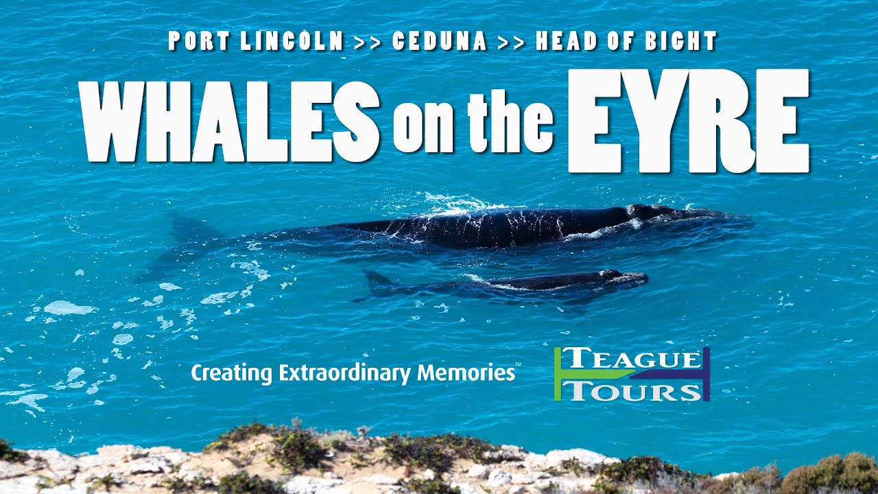⁣Whale Watching Tour on the Eyre Peninsula, South Australia