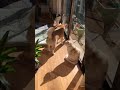 今朝の縁側