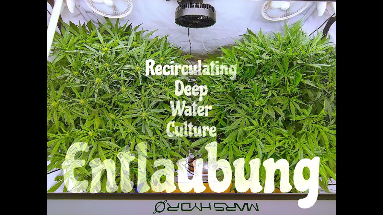 RDWC Folge 7: Entlaubung - Super Boof + Z-Up Auto