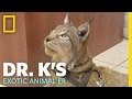 A Hairy Situation | Dr. K's Exotic Animal ER