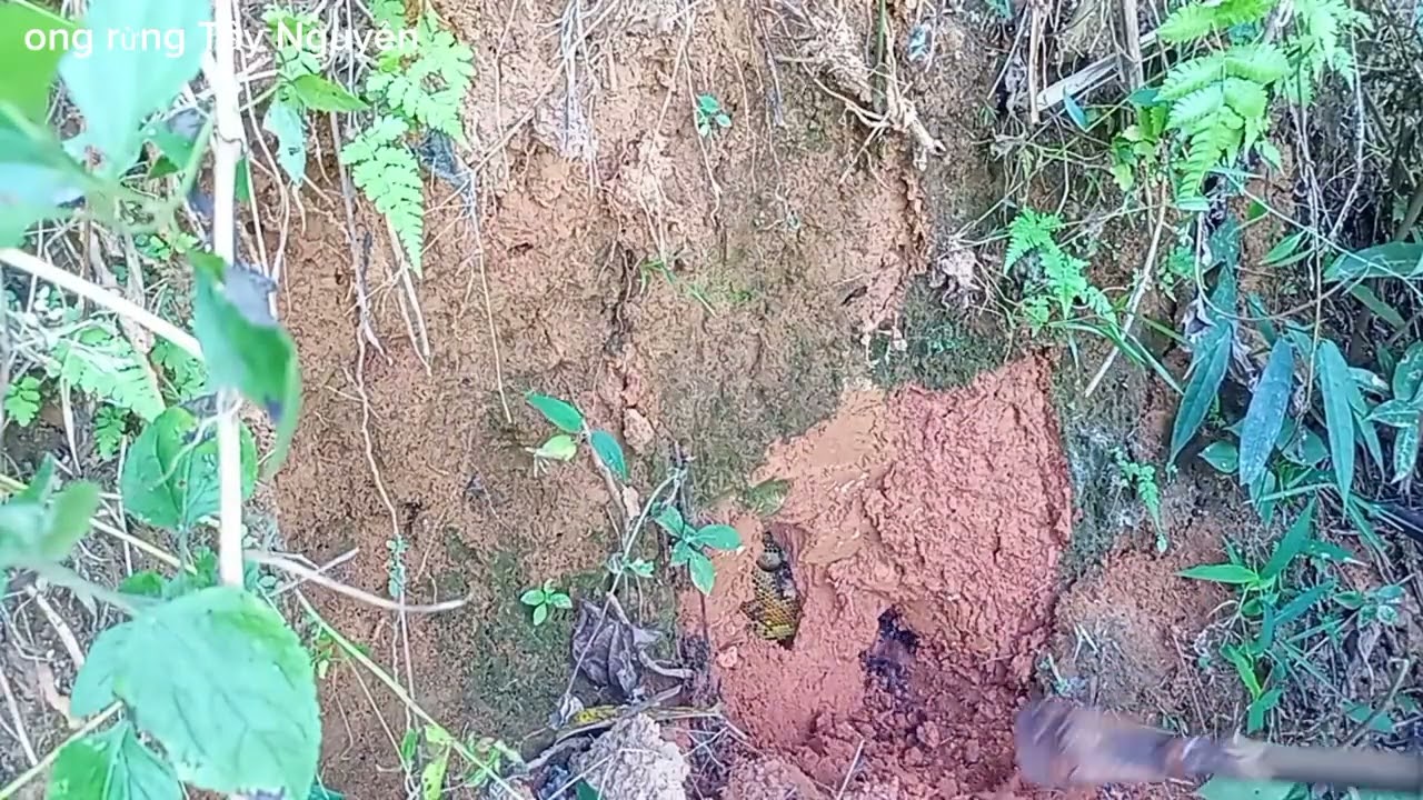 Hôm nay đi bắt hai tổ ong mật#ong rừng Tây Nguyên #automobile 