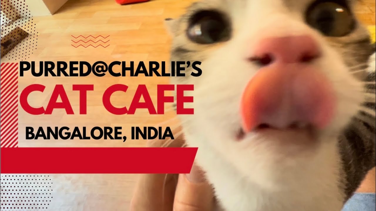 Angry kitty - Picture of Cat Cafe Studio, Mumbai - Tripadvisor