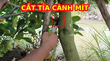 KỸ THUẬT CẮT TỈA CÀNH TẠO TÁN CHO MÍT RUỘT ĐỎ XƠ VÀNG.