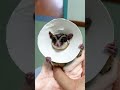 😒Cute Sugar Glider lost his 🥚🥚#sugarglider #shorts #funny
