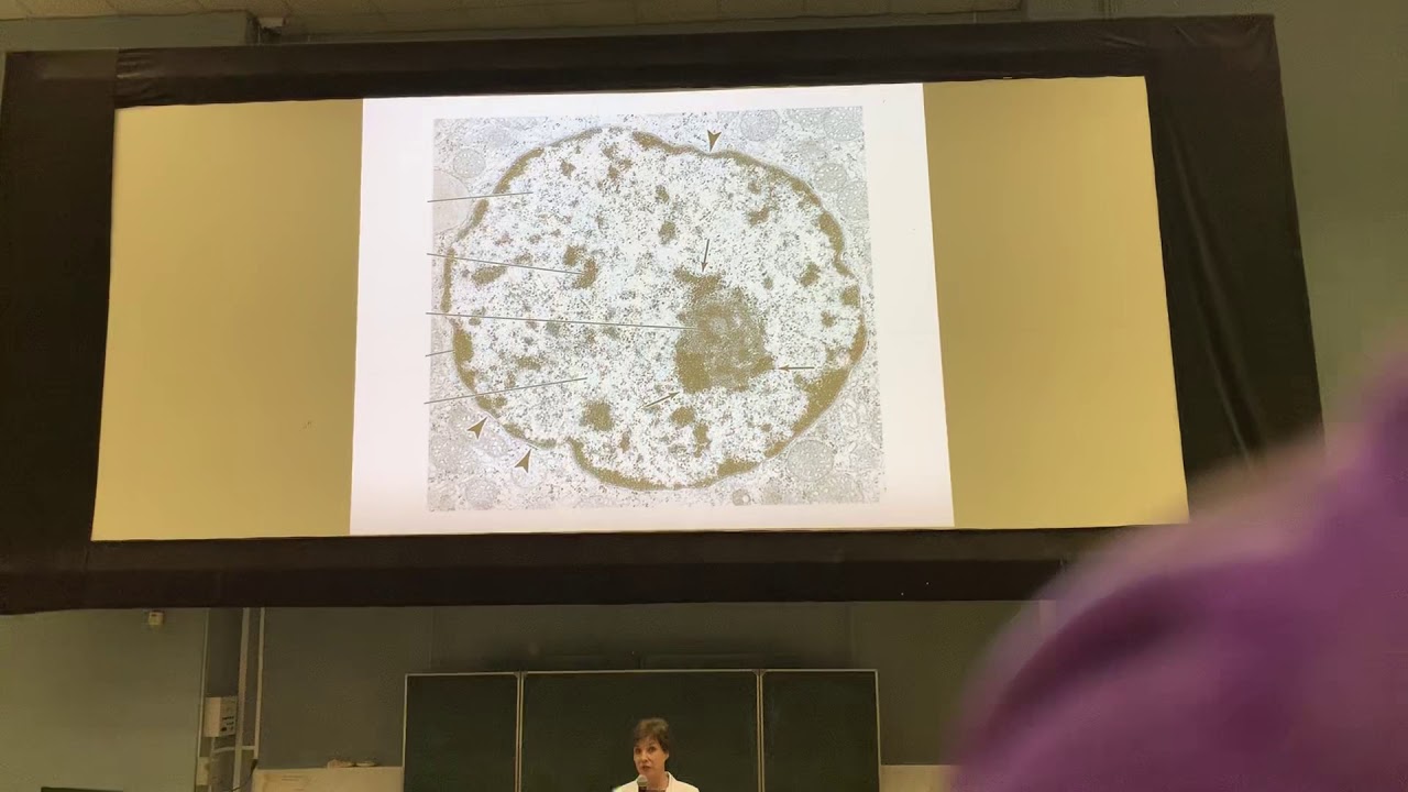 Гистология РНИМУ конс к 1 коллоквиуму - YouTube