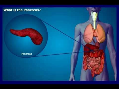 What is the Pancreas? - YouTube