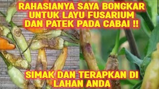 RAHASIANYA SAYA BONGKAR UNTUK LAYU FUSARIUM DAN PATEK PADA CABAI‼SIMAK DAN TERAPKAN DI LAHAN ANDA⁉️