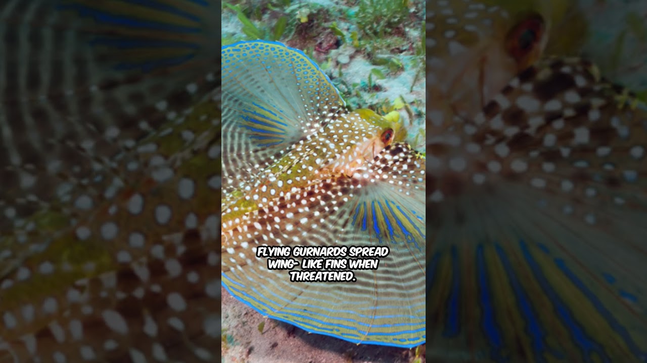 Amazing Fish Facts Revealed