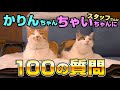 もしも猫が喋ったら100の質問してみた！ - YouTube