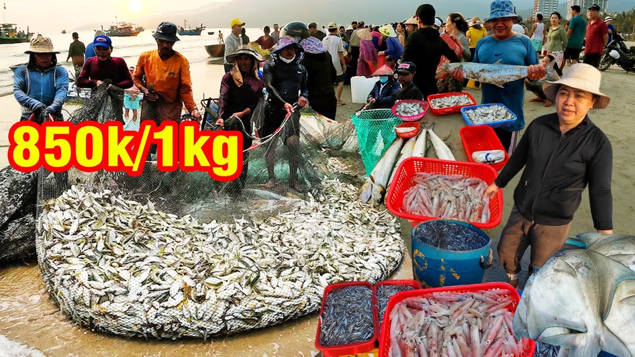 Phiên Chợ Cá Tươi Rói 850k/1kg || Mừng Cho Ngư Dân Vào Mùa Cá Nục Gai ...