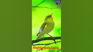 Nightingale Enthralling Song/নাইটিংগেল সংগীত #birds #shortsvideo #shorts #chirping #youtubeshorts