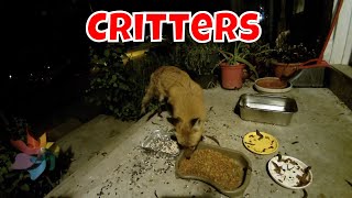 Live Critter Cam Tuesday!