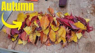 Woodturning - Autumn Leaves After 365 Days! - Then This Happens .. screenshot 4