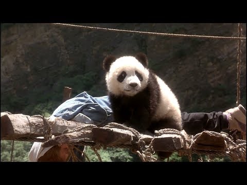 meu-amigo-panda-(the-amazing-panda-adventure)---hd---1995---dublagem-clássica-clone