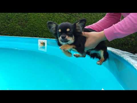Hund Malteser Teddy's bester Freund: Chihuahua Sammy zeigt, wie ein Hund schwimmt