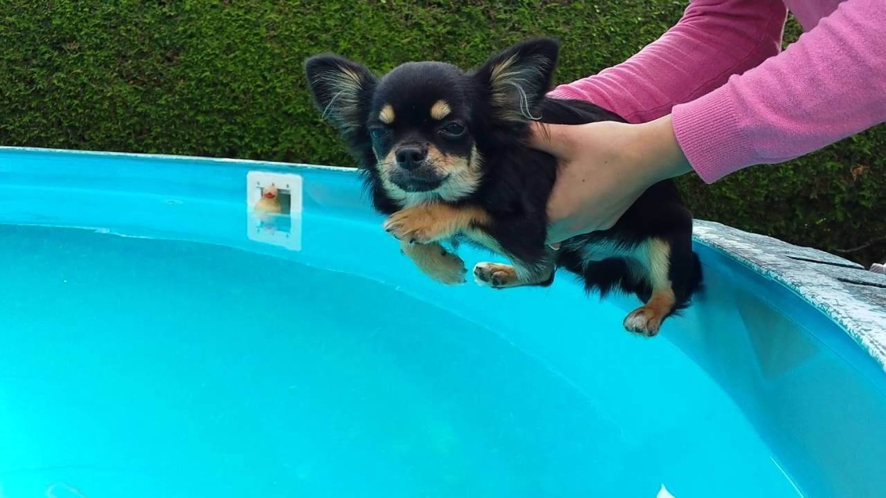 Hund Malteser Teddy�s bester Freund Chihuahua Sammy zeigt, wie ein