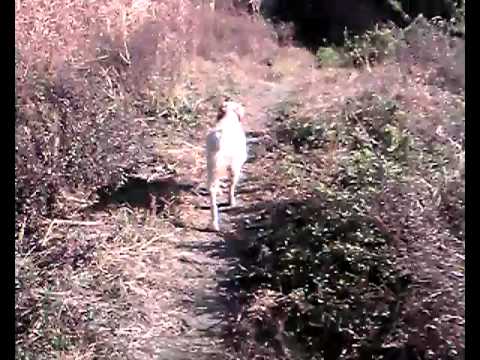 イングリッシュ・セター メル