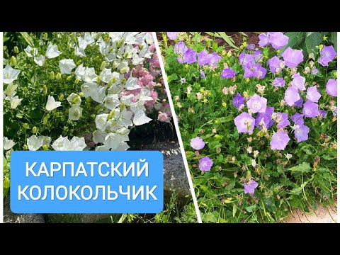 Карпатский колокольчик, особенности выращивания из семян, виды и варианты размещения в саду.