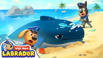 Cùng Labrador giải cứu cá voi lưng gù bị mắc cạn | Hoạt hình cảnh sát trưởng Labrador | BabyBus