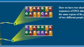 Learn Genetics Utah - What is a SNP