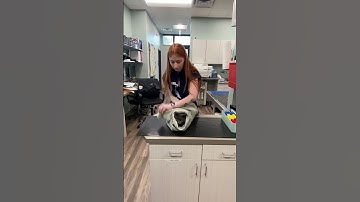 Hope Chambers Skill 9 CAT BURRITO