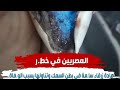 مادة زرقاء سامة في بطن السمك تناولها يسبب الوفاة توخي الحذر مادة زرقاء سامة في بطن السمك تناولها يسبب الوفاة توخي الحذر