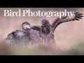 PHOTOGRAPHING BUZZARDS I Bird photography from hide