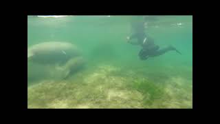 Explorida : (  Swim with Manatees - Exploitation & Harassment - Don't Buy The Lie! Crystal River, FL