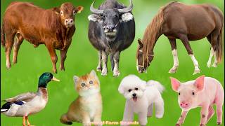 Farm Animal Moments: Cow, Cat, Chicken, Dog, Sheep, Rabbit, Horse – Animal Sounds screenshot 2