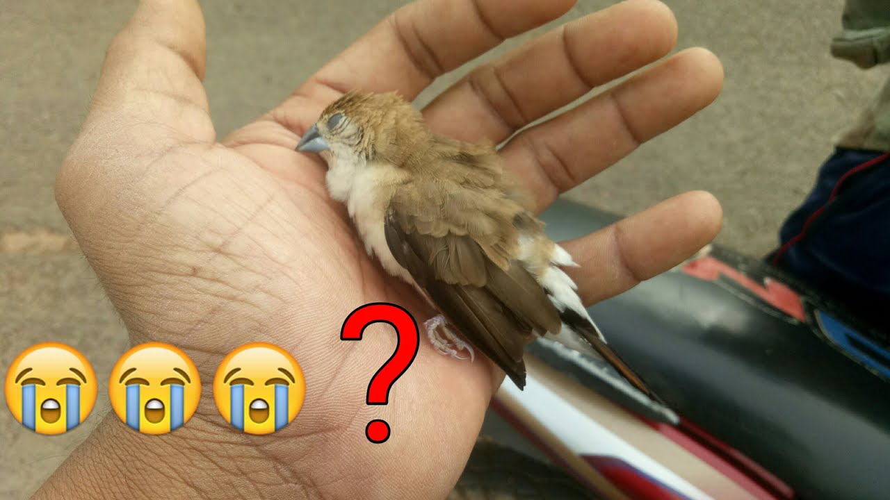 The Little Bird Heart Attack Youtube