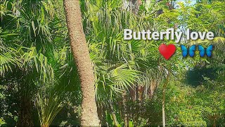 Butterfly love: courtship and mating dance 🦋💓🦋