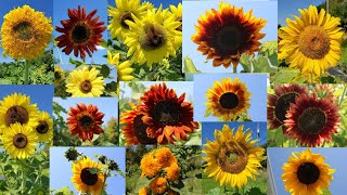 Sunflower pictures with relaxing background music screenshot 2