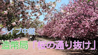 【Live】満開になった造幣局「桜の通り抜け」
