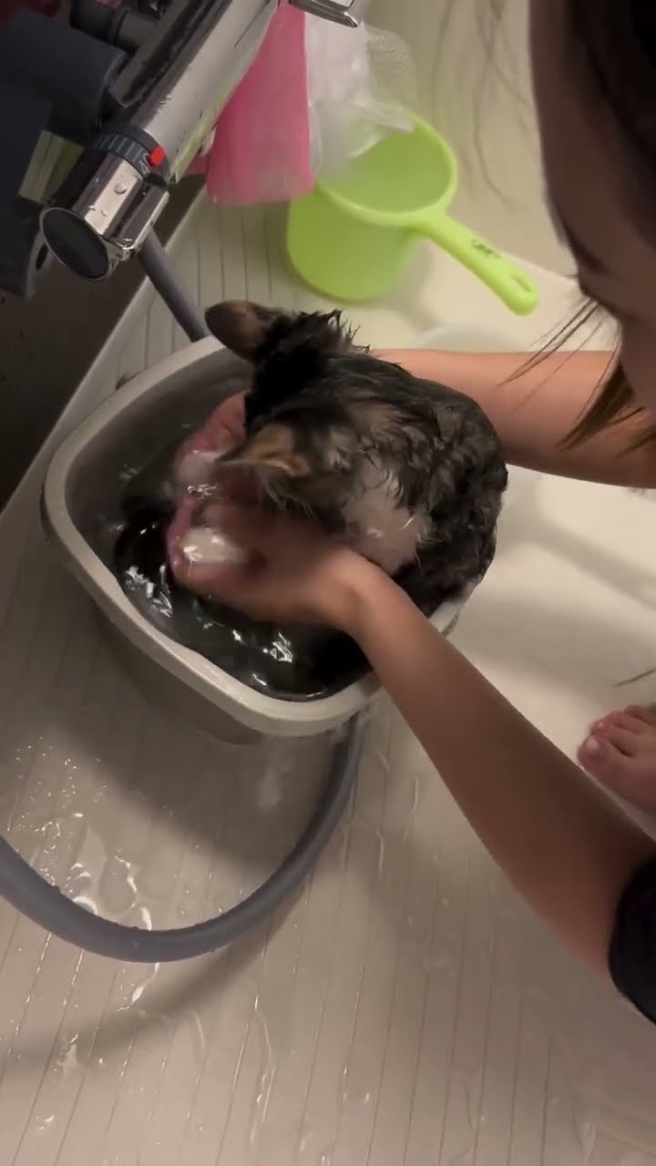 Bébé chaton très mignon et très mignon