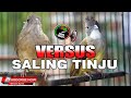 Kapas tembak vs cucak jenggot gacor jernih panjang cocok untuk masteran segala jenis burung