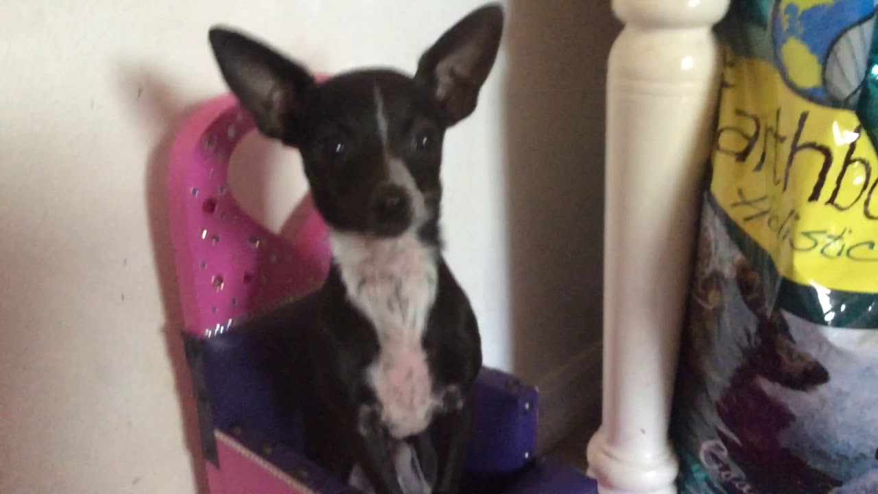 How to feed a MegaEsophagus dog (and give meds) YouTube