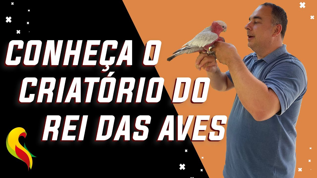 CONHEÇA O CRIATÓRIO DO REI DAS AVES