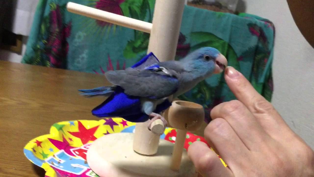マメルリハインコのテンちゃんオムツの着せ方 Youtube マメルリハインコのテンちゃんオムツの着せ方 Youtube