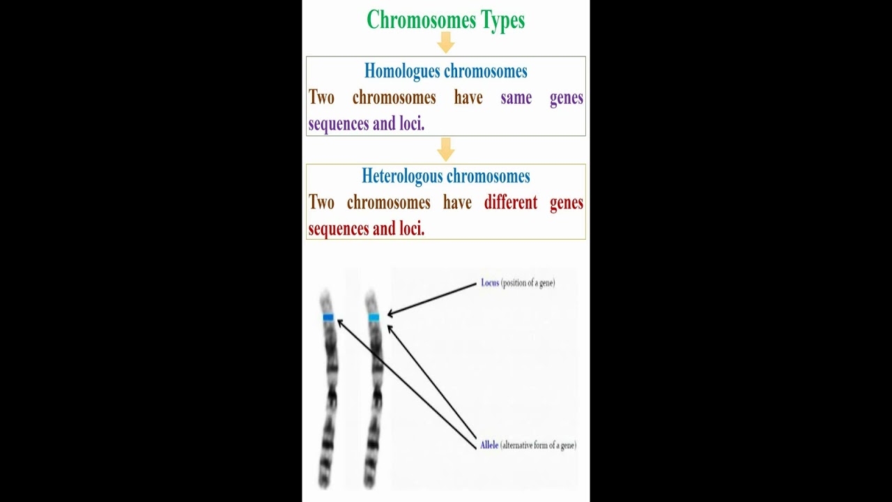 Chromosomes Types   