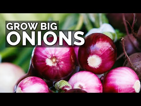 Video: Onion Care In Early Summer