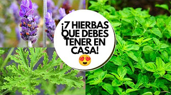 Plantas Medicinales De Mexico Youtube