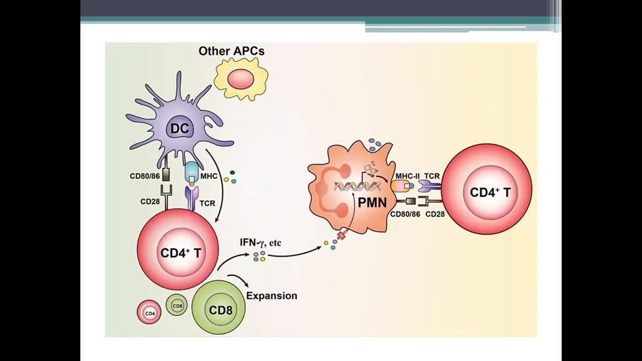The Major Complex, Antigen Processing and