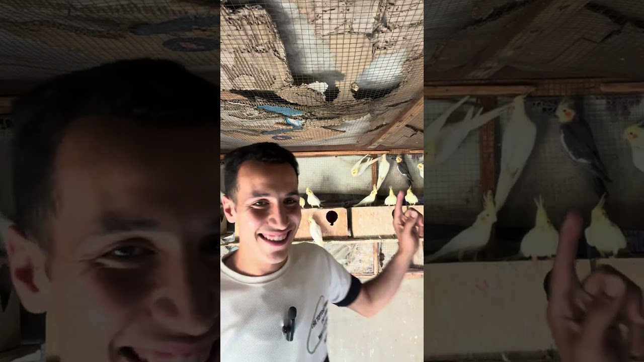 المشاكل الى قبلتنى فى تربيه الكوكتيل جماعى والحل بتعها😎❤️👍٧ يونيو، ٢٠٢٥