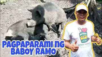 PAGPAPARAMI NG BABOY RAMO | NATIVE PIGS BREEDING | MANG INTING VLOG