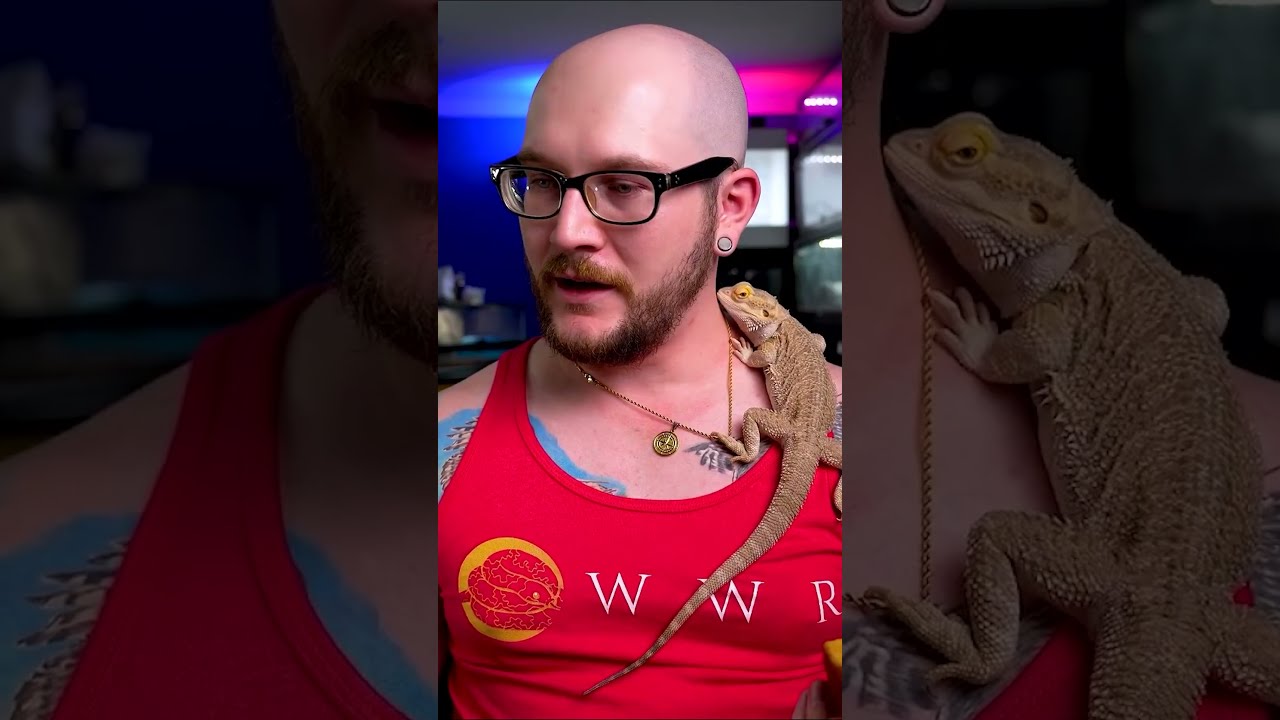 5 USELESS Reptile Products You Re WASTING Your Money On 