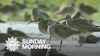 Tagging migrating whimbrel shorebirds